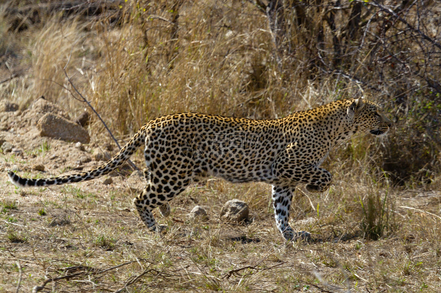 坦桑尼亚国家公园的黑豹健身濒危地标环境动物人脸草原运动宠物食肉图片