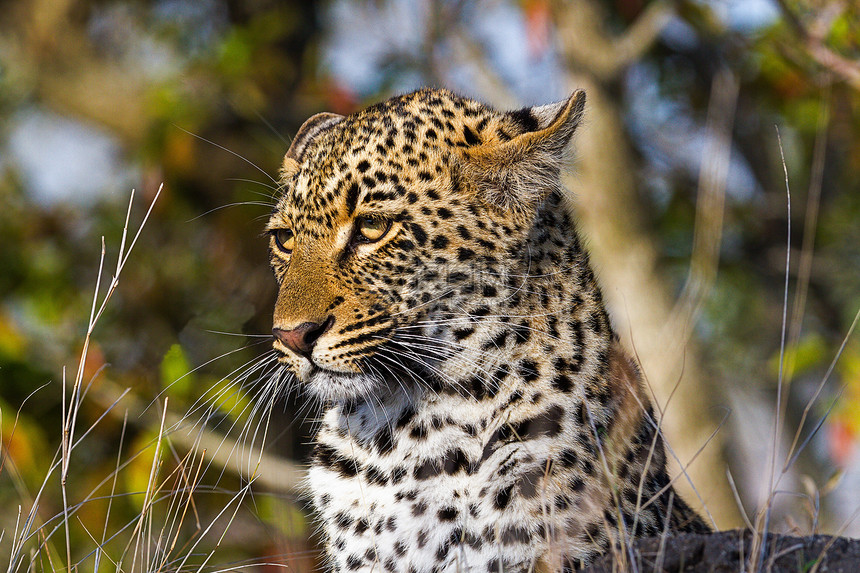 坦桑尼亚国家公园的黑豹搜索地点健身游客环境晶须物种野猫运动大猫图片