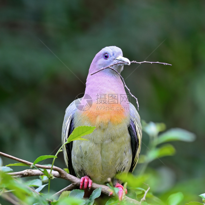 粉色颈领绿色Pigeon热带鸟类森林粉领野生动物荒野栖息翅膀鸽子环境图片