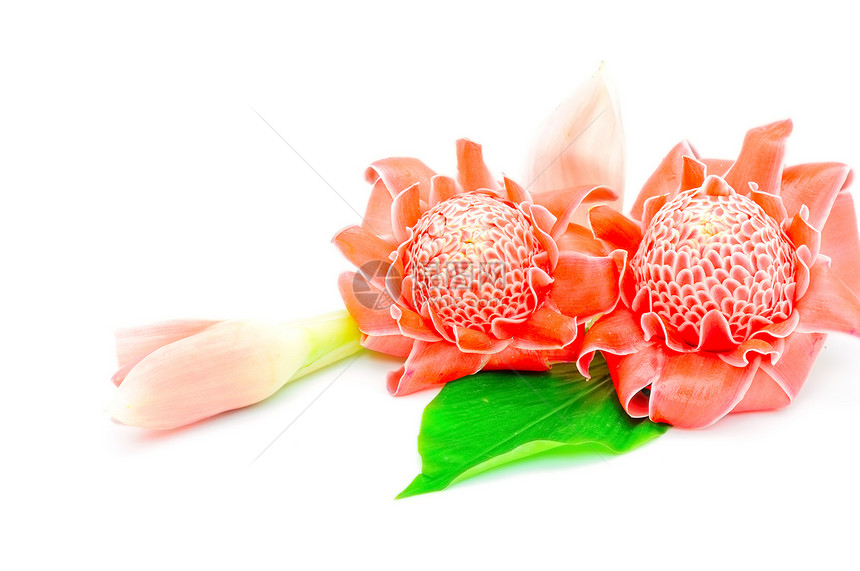 火炬姜生长花卉情调粉色植物花瓣红色绿色异国热带图片