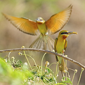 食蜂鸟亚洲羽毛高清图片