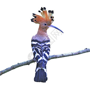 欧亚戴胜欧亚胡波流行音乐雨林热带观鸟眼睛森林观鸟者绿色羽毛彩色背景