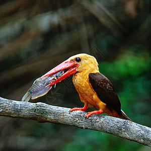 男性布朗翼捕鸟王鸟类棕翅翠鸟森林野生动物棕色红树林背景图片
