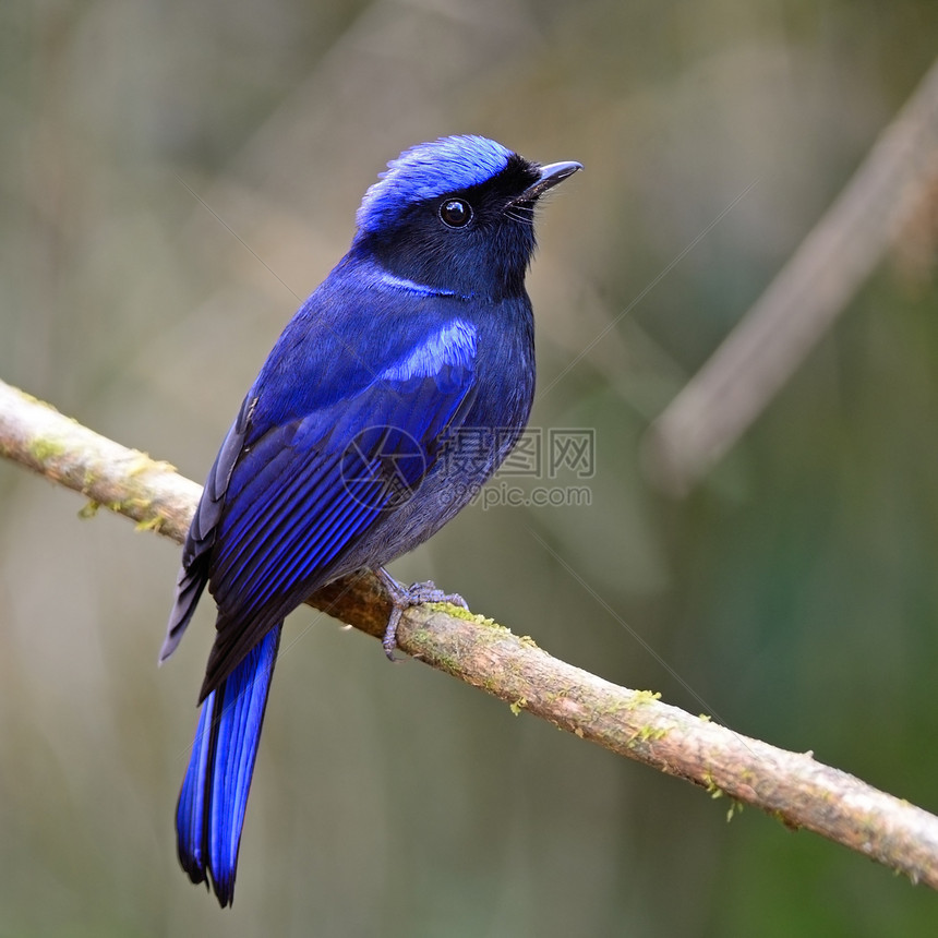 雄性大尼拉塔瓦热带花蜜羽毛蓝色翅膀计费自由公园尾巴动物图片