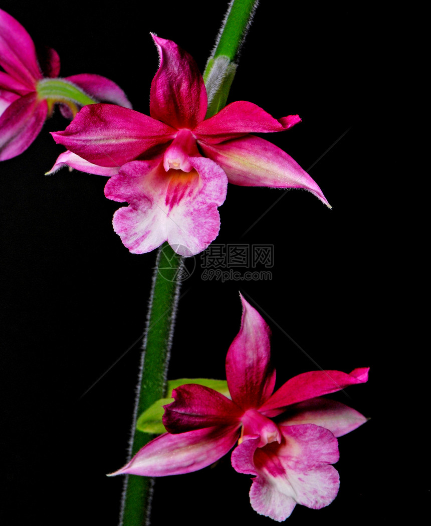 Calanthe 混杂混合体异国植物热带生态植物学兰花长矛花园环境花瓣图片
