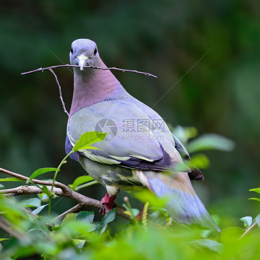 粉色颈领绿色Pigeon热带鸽子栖息野生动物环境鸟类森林翅膀粉领荒野图片