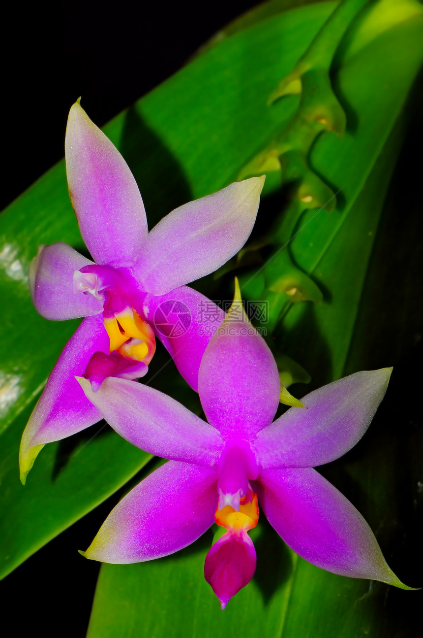 紫外线展示植物学紫色植物兰花花瓣美丽热带花束图片