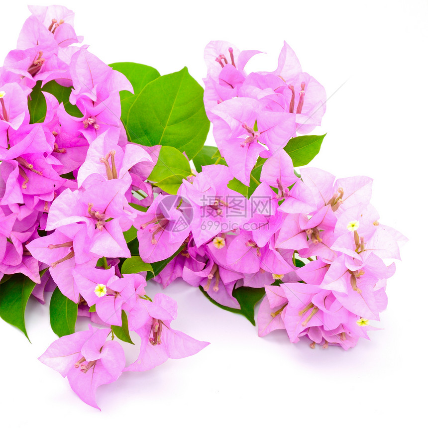 哥伦比亚纸花花束树叶风格植物粉色花瓣植物群装饰绿色图片