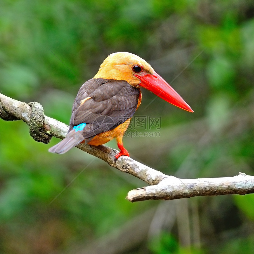 棕色的捕鸟王棕翅翠鸟鸟类森林野生动物红树林图片