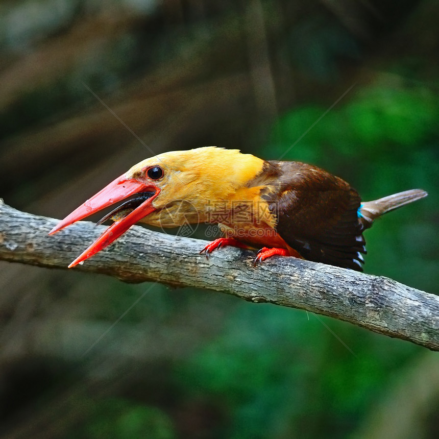 男性布朗翼捕鸟王棕翅森林鸟类翠鸟野生动物红树林棕色图片