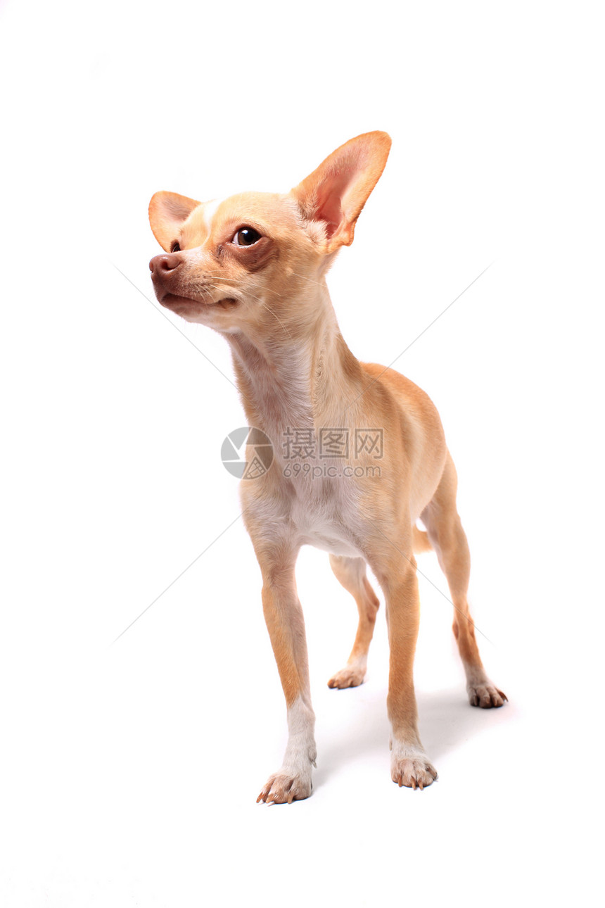 奇瓦瓦狗肖像棕色白色动物宠物犬类哺乳动物小狗图片