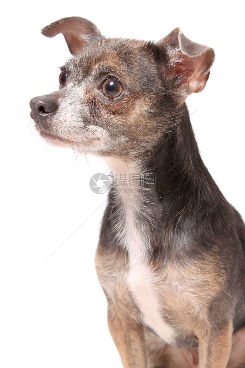 奇瓦瓦狗肖像棕色小狗犬类动物哺乳动物白色宠物图片
