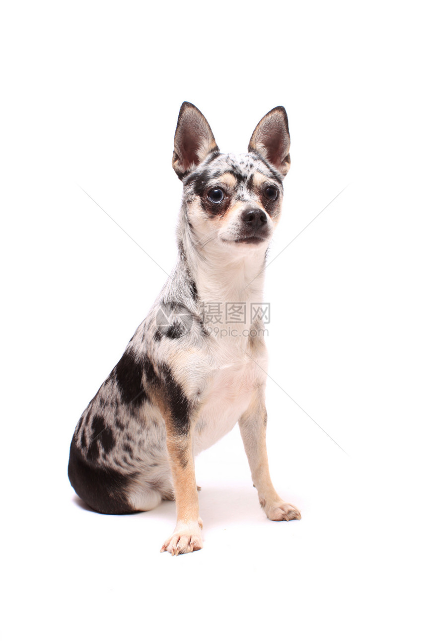 奇瓦瓦狗肖像宠物动物白色棕色小狗犬类哺乳动物图片