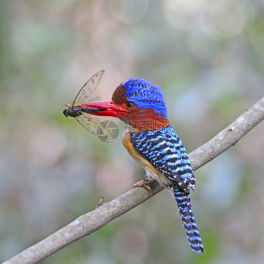 Kingfisher 养鱼王翅膀尾巴羽毛翠鸟森林动物计费自由公园荒野图片
