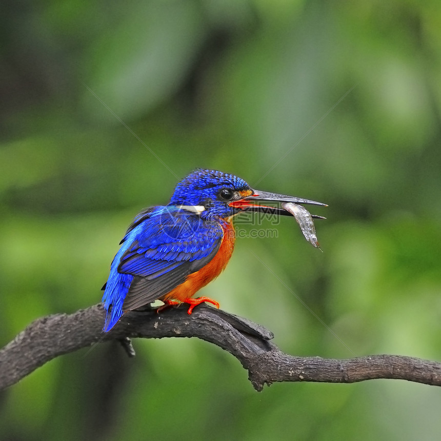 蓝眼捕鸟王荒野捕食者野生动物蓝色蓝耳翠鸟打猎蓝鸟动物鸟类图片