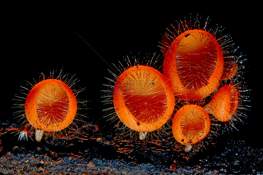 真菌杯植物摄影热带烧伤杯木头液体粉色选择性气候宏观图片