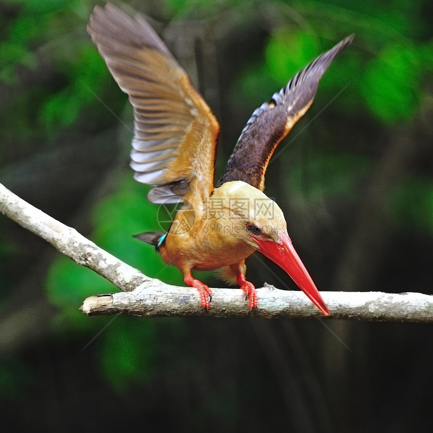 男性布朗翼捕鸟王棕色鸟类红树林棕翅翠鸟森林野生动物图片