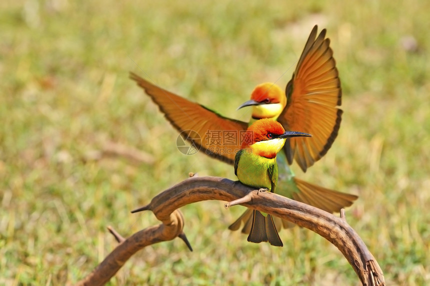 栗子头食蜜蜂者鸟类彩色海龟蜜蜂绿色背景野生动物蜂鸟图片