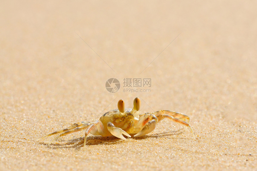 鬼螃蟹贝类方形旅行动物甲壳纲海洋甲壳假期脊椎动物海滩图片
