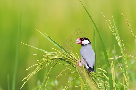 爪哇稻麻雀享受水稻高清图片