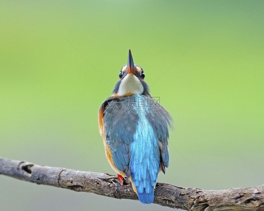 普通女性捕王者环境蓝色羽毛鸟类保护动物野生动物异国情调翠鸟图片