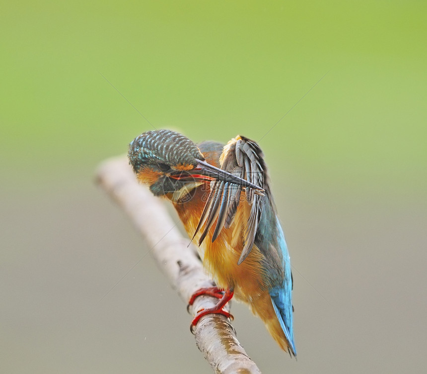 普通女性捕王者野生动物钓鱼动物荒野尾巴羽毛翅膀橙子翠鸟生物学图片