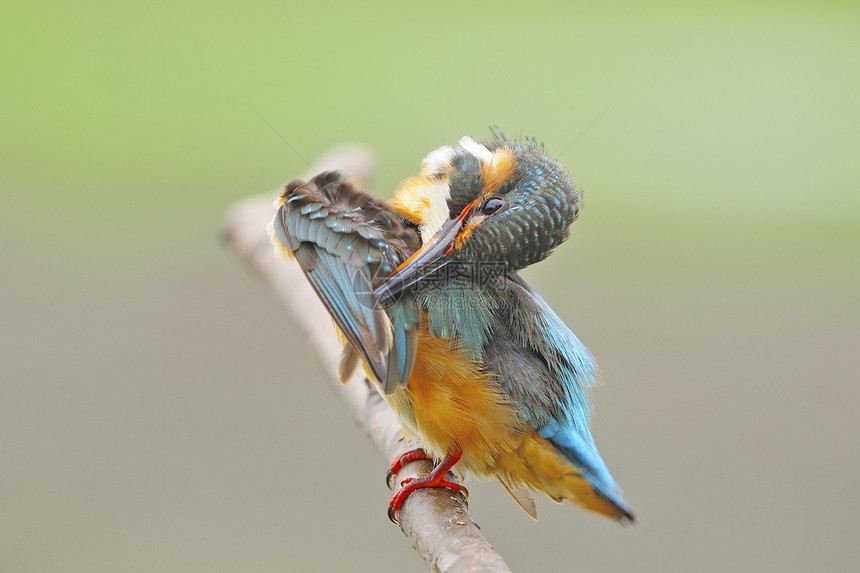 普通女性捕王者翅膀动物蓝色野生动物荒野鸟类尾巴羽毛生物学保护图片