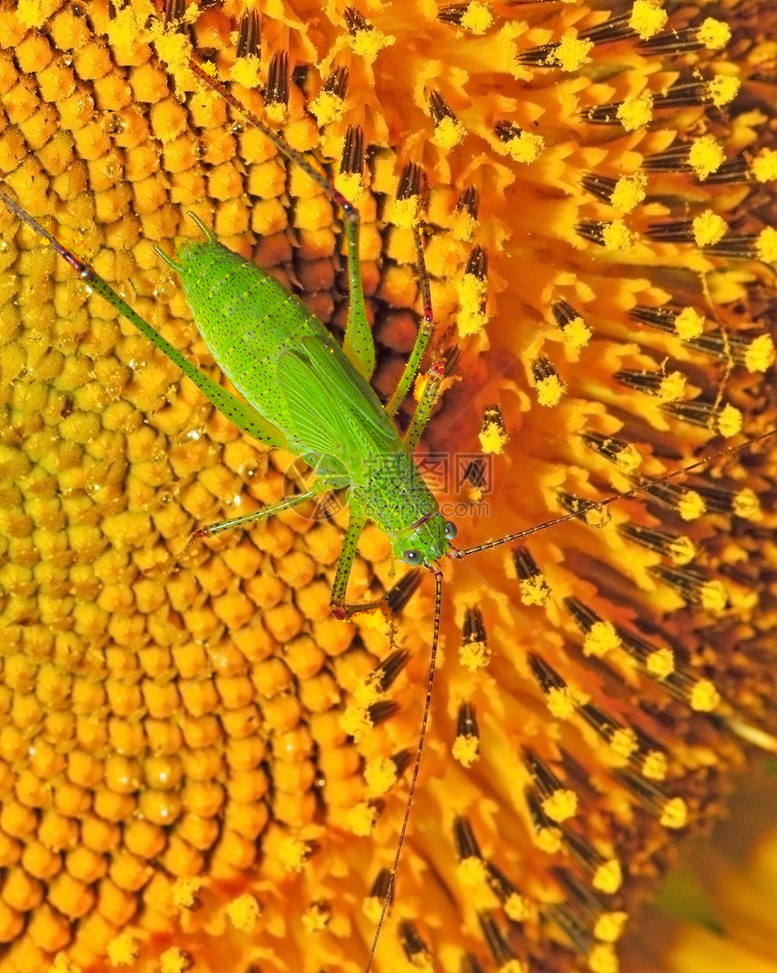 蝗虫宏观雀科蝗科漏洞昆虫飞跃危险蟋蟀爆管昆虫学图片