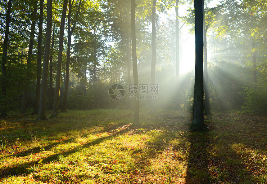 森林林地苔藓季节公园风景水分晴天生态日光树木图片