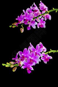 鸟紫色兰花环境植物群美丽粉色背景图片