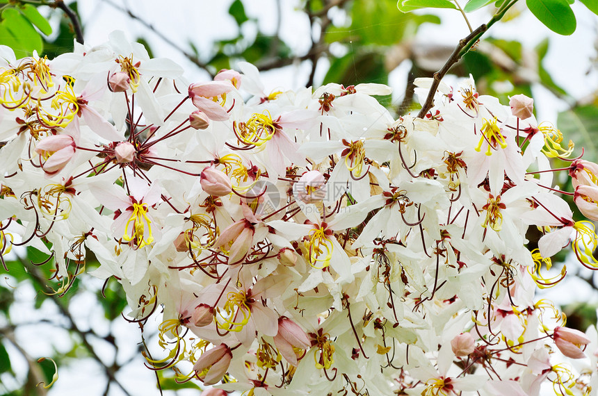 卡西亚贝克里亚纳花园淋浴植物花瓣热带粉色植物群季节图片