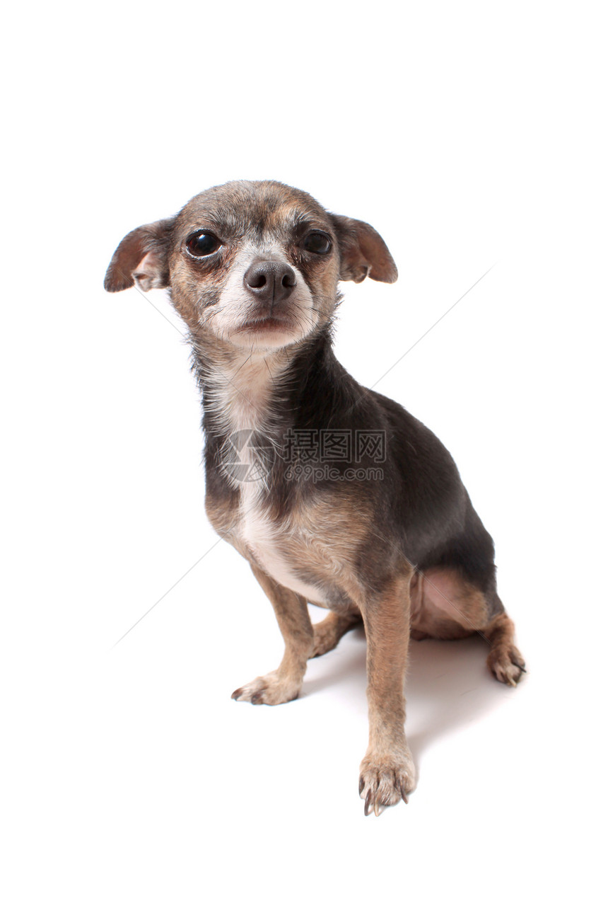 害怕的小吉娃娃狗宠物犬类动物耳朵棕色白色小狗哺乳动物图片
