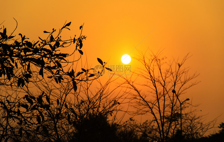 夕阳树红色阳光森林太阳日落橙子后院乡村生长花园图片