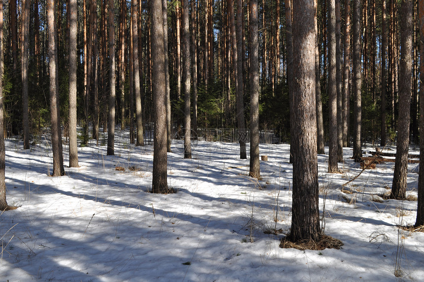 阳光明媚的冬季森林中的松树干图片