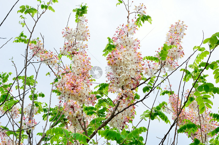 卡西亚贝克里亚纳花瓣热带淋浴植物季节花园植物群粉色图片