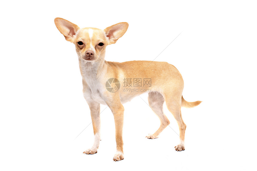 奇瓦瓦狗肖像宠物棕色犬类动物白色小狗哺乳动物图片