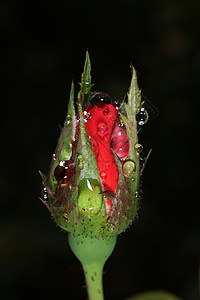 红玫瑰加水滴植物绿色宏观玫瑰花园背景图片