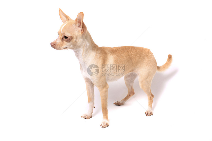 奇瓦瓦狗肖像棕色白色哺乳动物动物宠物犬类小狗图片