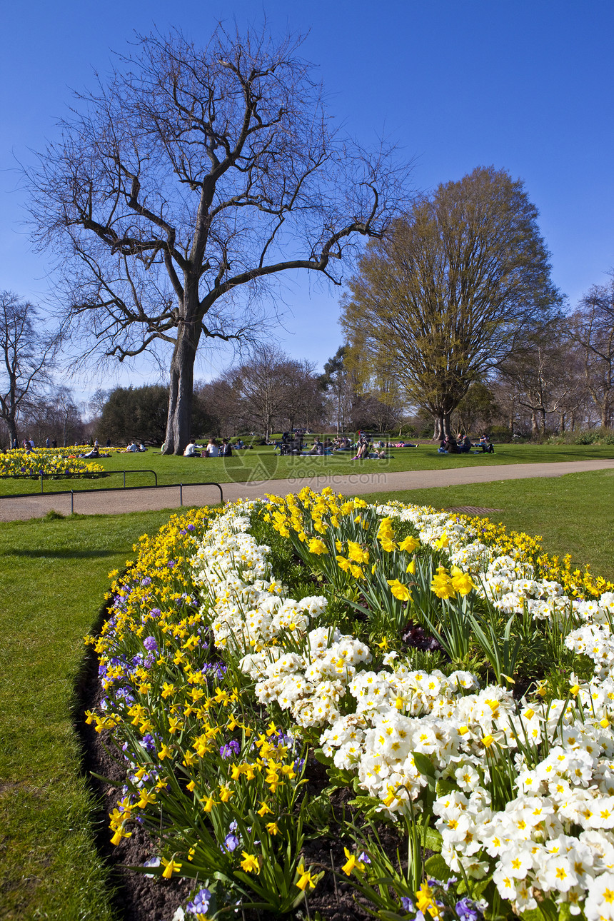 伦敦海德公园地标水仙花旅游公园途径旅行小路树木人行道城市图片