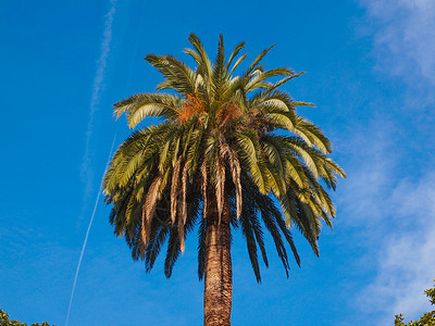 棕榈树亚热带天空植物群蓝色热带背景图片