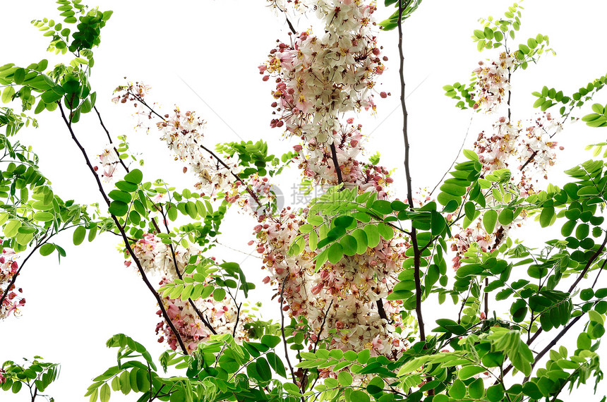 卡西亚贝克里亚纳花瓣热带季节植物植物群花园淋浴粉色图片