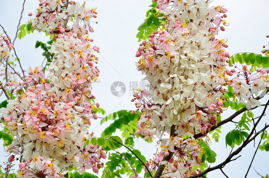 卡西亚贝克里亚纳淋浴植物花园季节热带花瓣植物群粉色图片