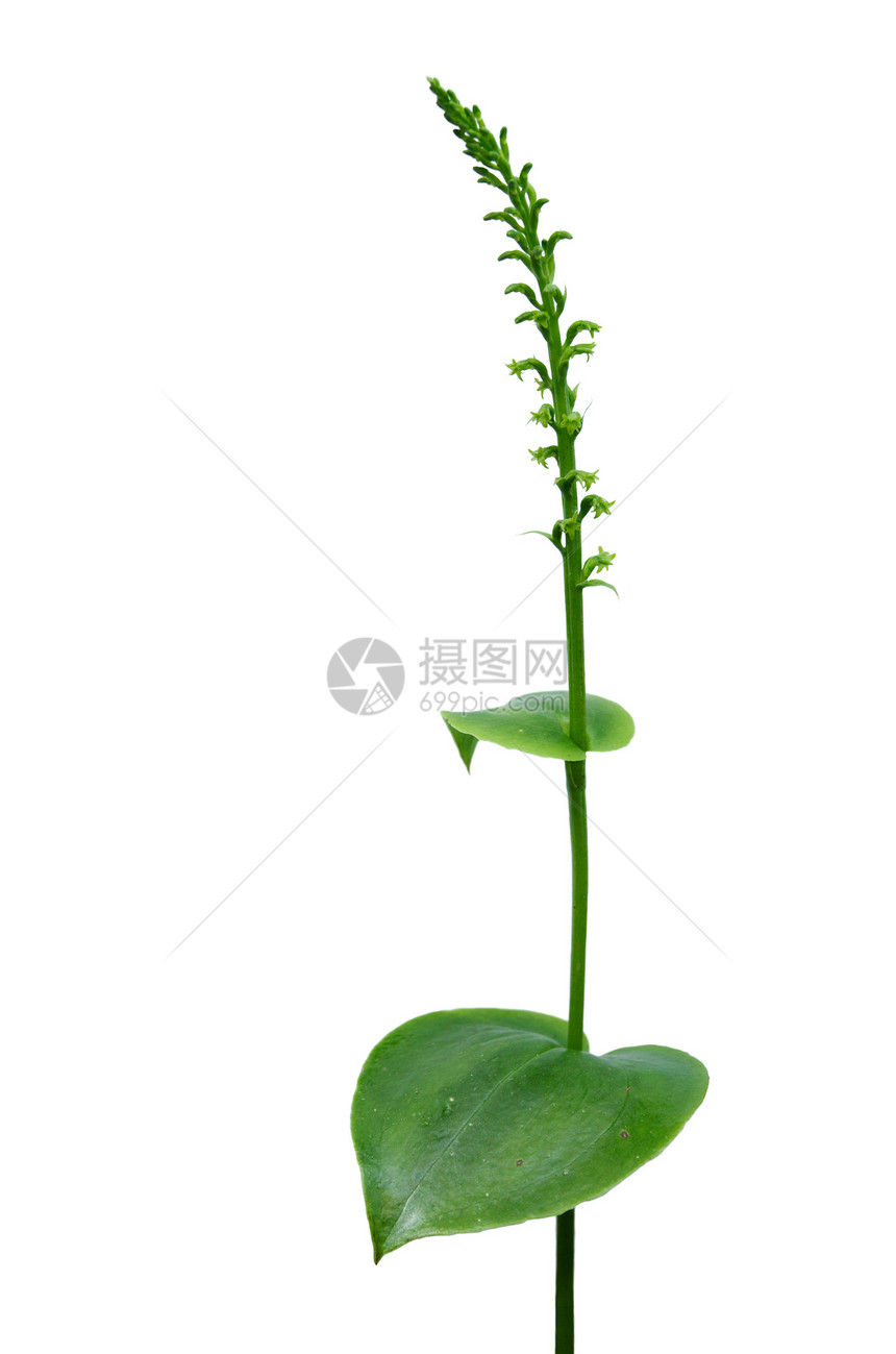 双叶 Genaria 兰花图片