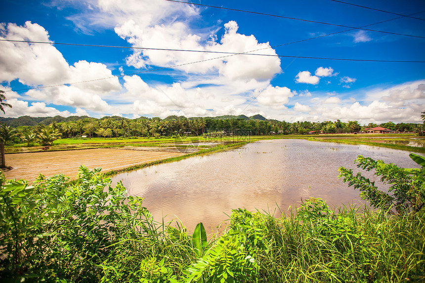 Bohol岛菲律宾村的绿稻田地平线全景农村旅游农田谷物风景生长村庄假期图片