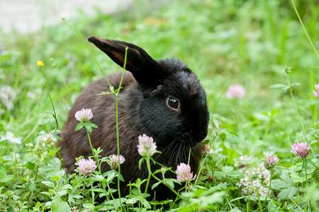 黑色三叶草黑兔子毛皮草地雏菊小动物野兔野生动物婴儿魅力哺乳动物黑色背景