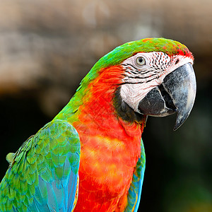 哈莱金马考生活红色鸟舍蓝色鹦鹉动物丑角荒野绿色热带背景图片