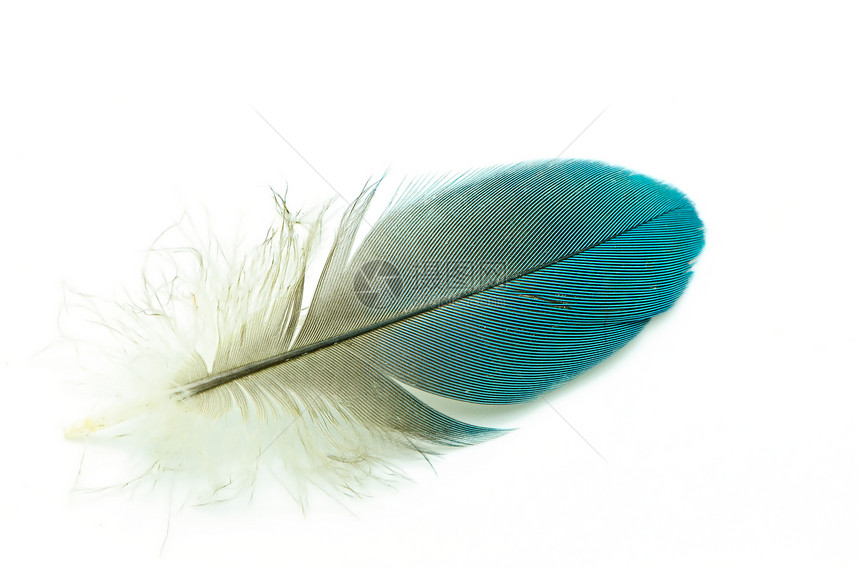 羽羽毛想像力白色翅膀蓝色棕色鹅毛动物图片