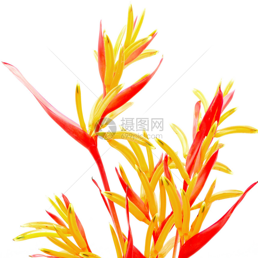 希利奥尼亚鲁布拉热带植物群植物橙子鹦鹉红色情调叶子天堂植被图片
