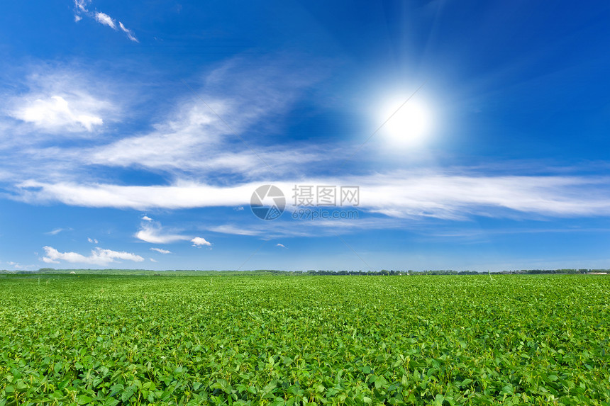 联盟字段蓝色栽培大豆豆类地球场景季节衬套种植园绿化图片