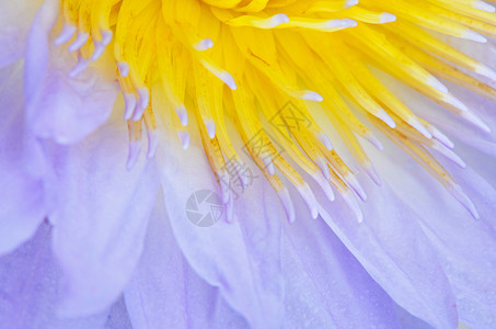 水百里植物学黄色花瓣宏观花园荷花公园植物紫色池塘背景图片